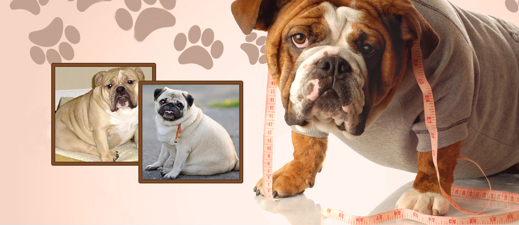 Obesity in Dogs