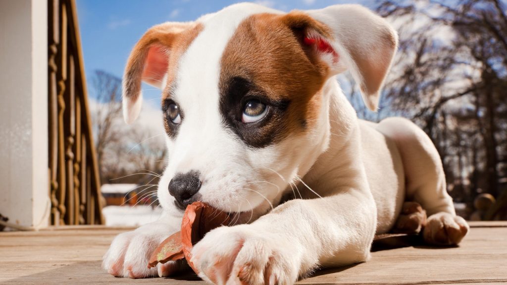 Adorable Dog with Hilarious Guilty Face