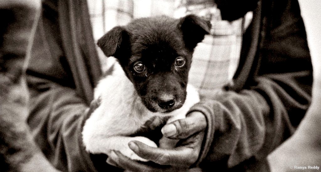 Gobi Gray The Stray Dog