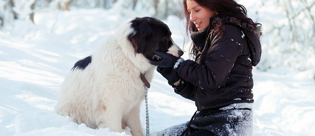 Dog Care Tips in Winter