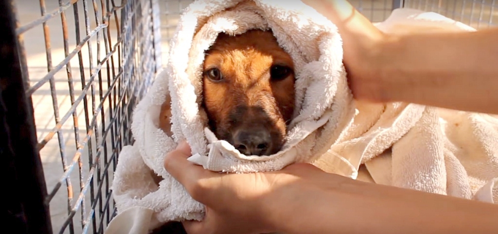 Drowning Puppy Rescued in India