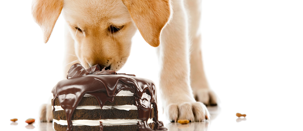 Dog Health Care Tips