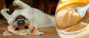 Cute Dog Picture
