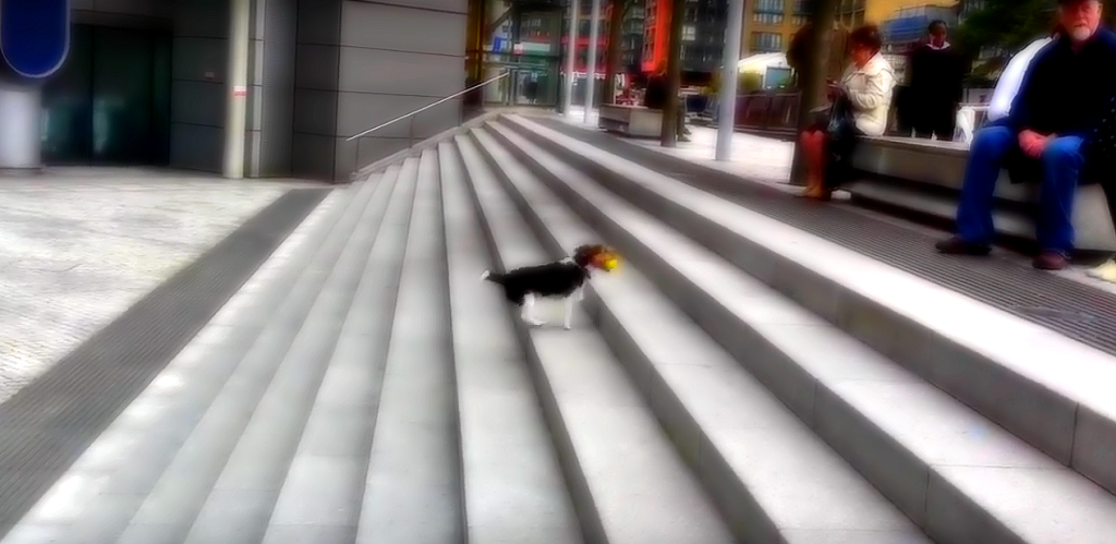 Cute Dogs loves to play with himself