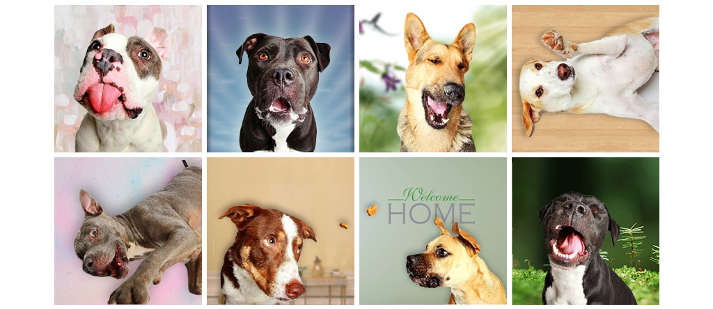 Dog Breed That Match Your Personality