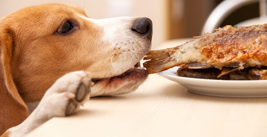 healthy human food for dogs