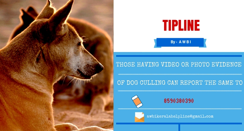 Tipline to prevent culling of dogs