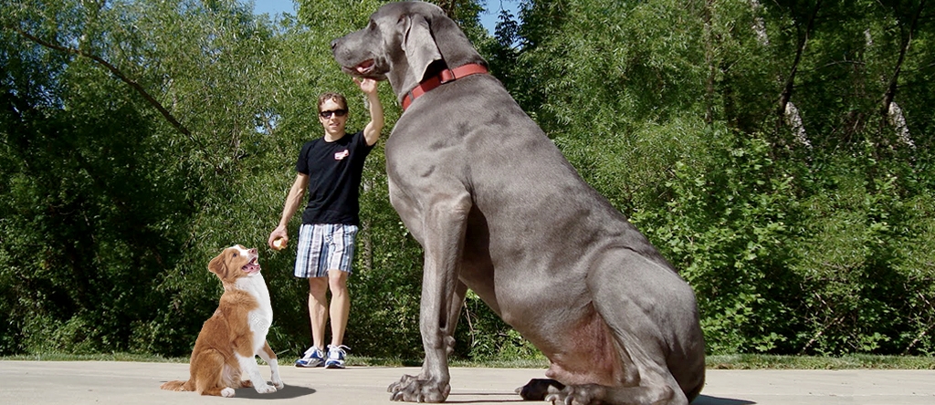World's Huge Dogs Images