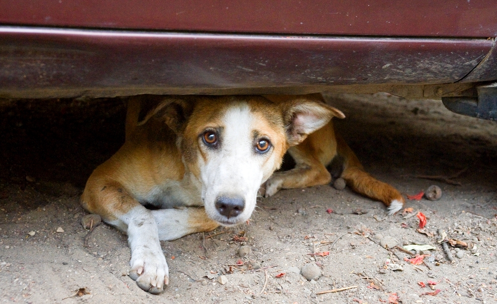 Stray Dogs in India