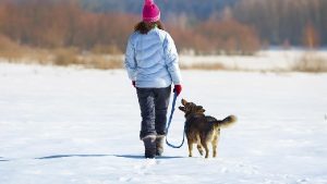 Dog Health Care Tips