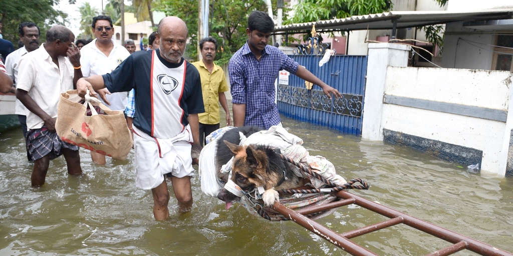 Dog News Stories India