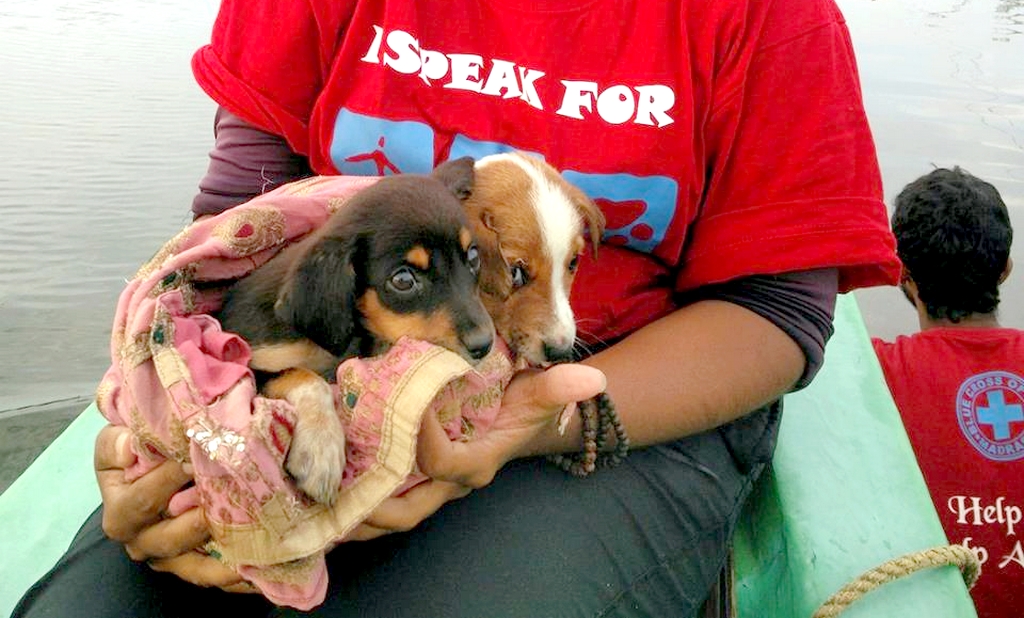 Dog News Story Website India