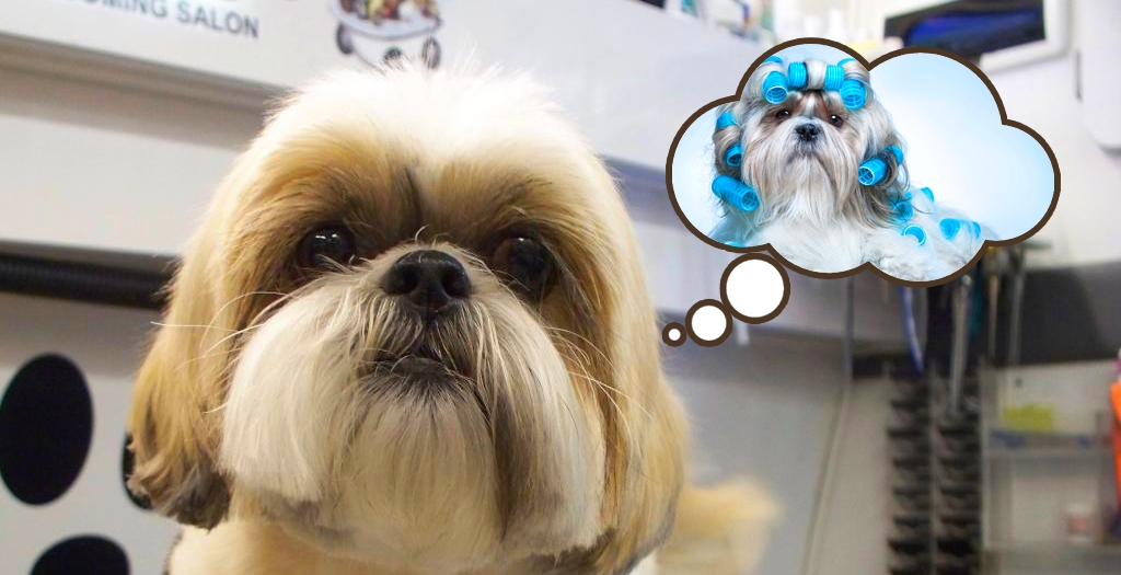 Trendy Dog Hairstyle Fashion Images