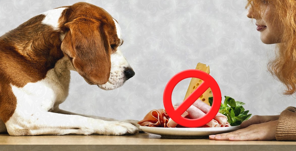 Harmful Foods for Dogs