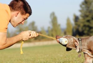 Dog Express Dog News Articles