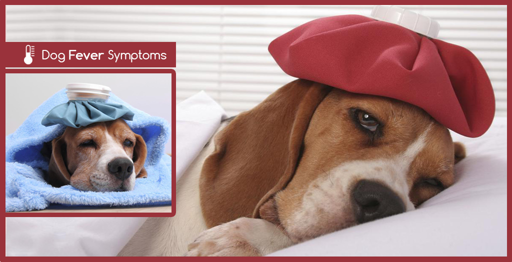 dog fever symptoms