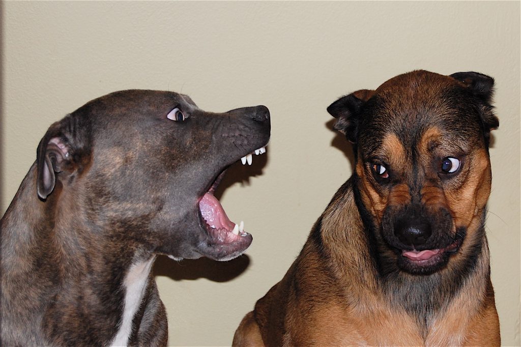 Stop biting- No.1