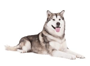 Alaskan_Malamute