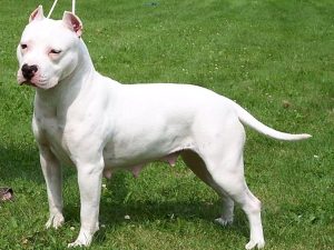 American Pitbull Terrier