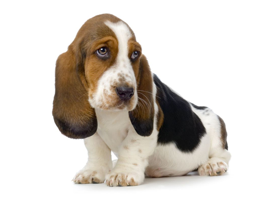Basset Hound