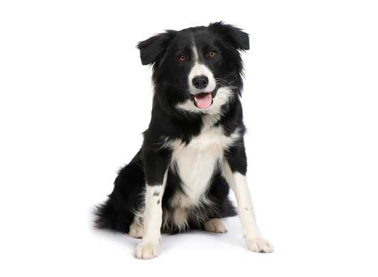 Border Collie