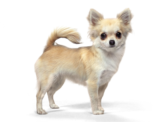 Chihuahua
