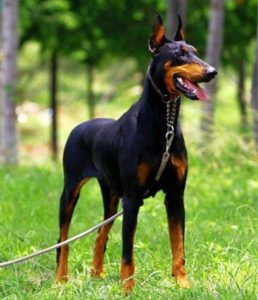 Doberman Pinscher