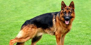 German Shepherds 