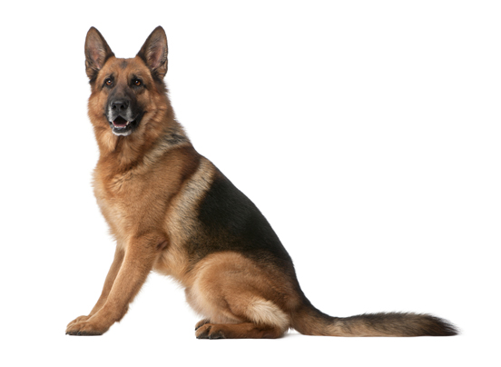 German_Shepherd_Dog_Alsatian