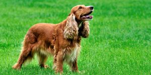 Irish_Setter-1