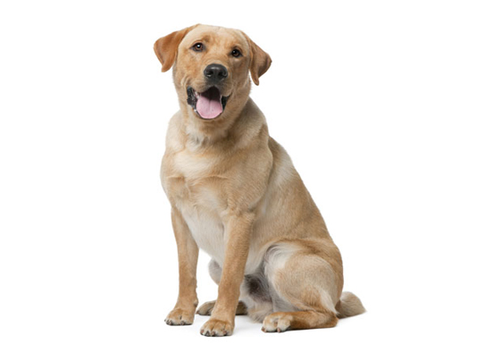 Labrador_Retriever