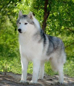 Siberian-Husky-dogs