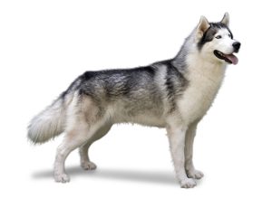 Siberian-Husky