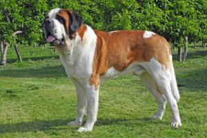 St. Bernard