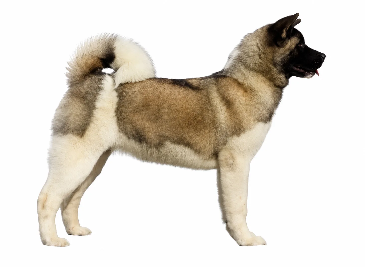 Akita