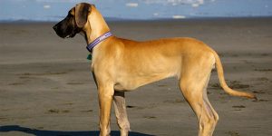 Great Dane