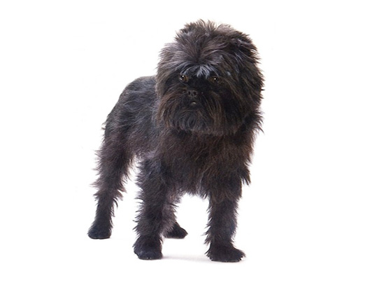 Affenpinscher Dog Breeders