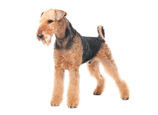 Airedale-Terrier dog breed