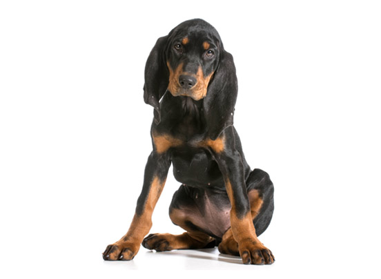 American English Coonhound