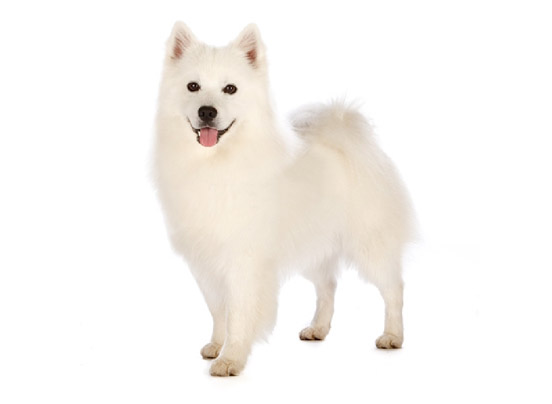 American Eskimo dog breed