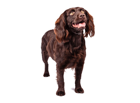 American water spaniel dog breed