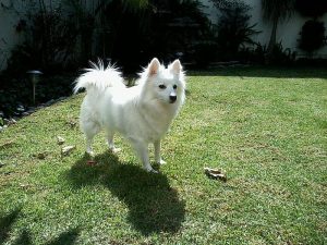 American Eskimo