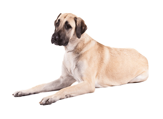 Anatolian shepherd