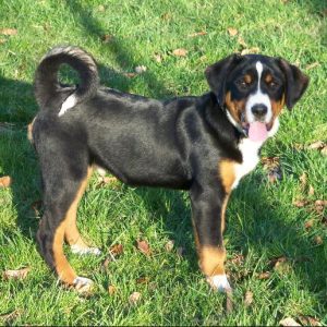 Appenzeller sennenhunde dog breed