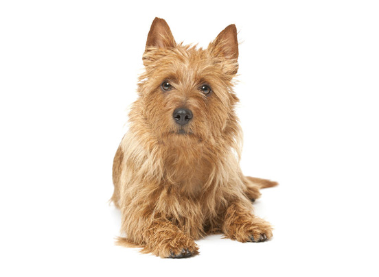 Australian_Terrier dog breed