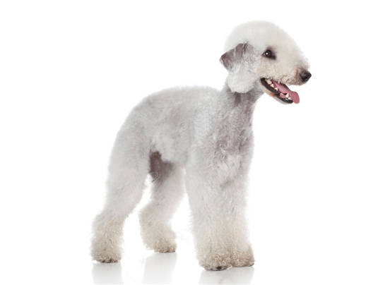 Bedlington-terrier