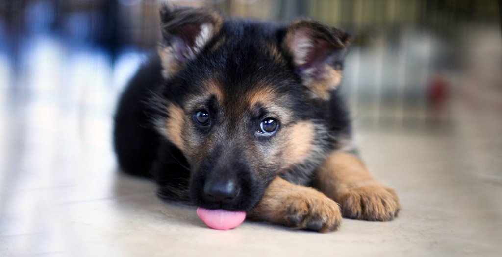 best food german shepherd puppy