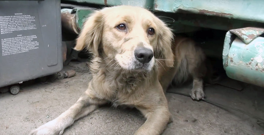 Golden retriever rescue