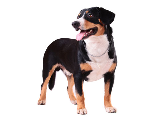 Appenzeller Sennenhunde