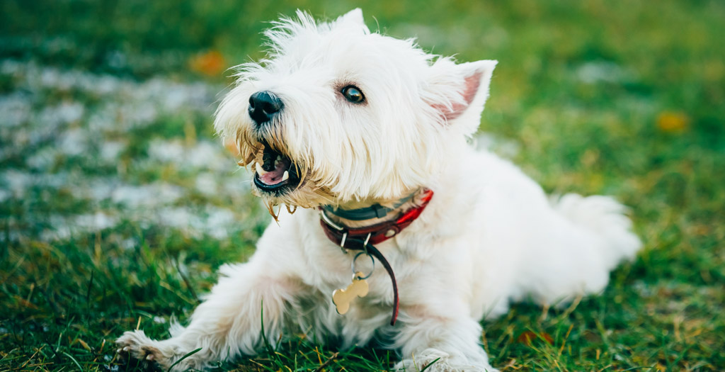 barking feauted image